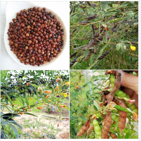 Hạt Giống Đậu triều, đậu săng,đậu cọc rào, đậu chè, mộc đậu