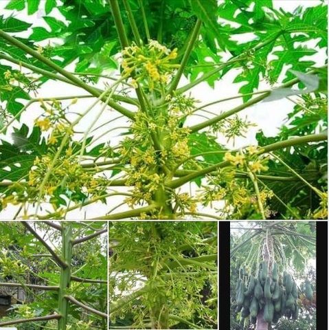 Hạt Giống Cây Đu Đủ Đực