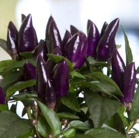 Hạt giống ớt chỉ thiên tím - gói 30 hat