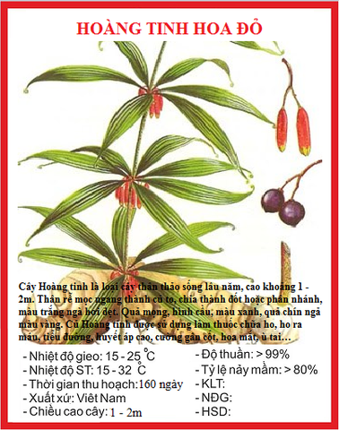 Hạt Giống Hoàng Tinh Hoa Đỏ