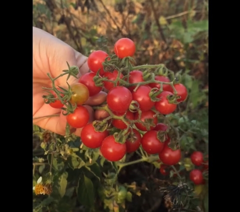 Hạt Giống Cà Chua Bi Rừng Cà Chua Bi Dại