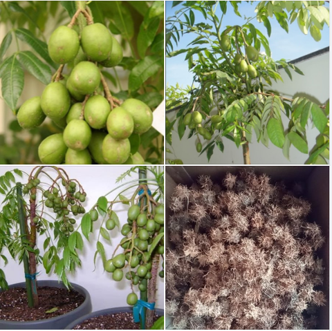 Hạt Giống Cây Cóc Thái