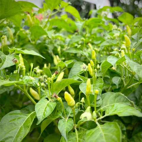 Hạt giống Ớt Xiêm Trắng (30 hạt)