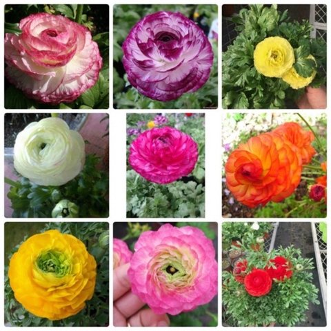 Bộ 10 Củ giống hoa mao lương ( hoa hồng ri ba tư ) mix màu