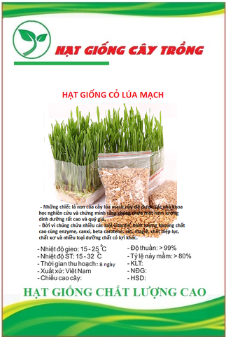 Hạt Giống Mầm Lúa Mạch ( Lúa Mì ) - Gói 100 gram