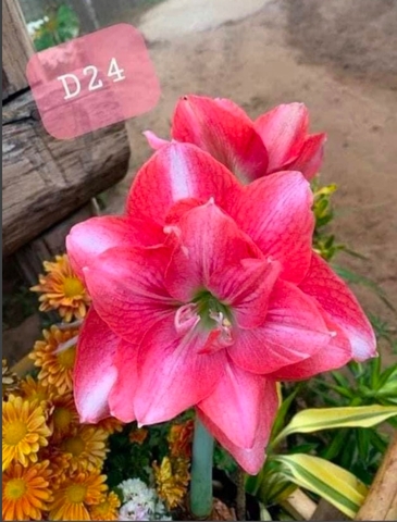 Củ giống hoa lan huệ kép hà lan hoa màu hồng viền D24 - 1 củ