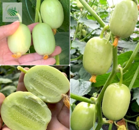 Hạt Giống Dưa chuột ngọc nữ, dưa leo mini - Gói 10 Hạt