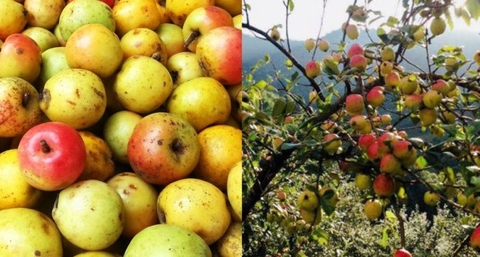 Hạt giống cây táo mèo gói 20 hạt