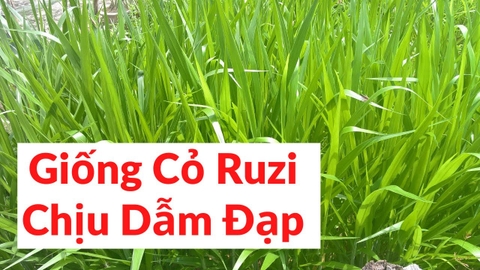 Hạt giống cỏ chăn nuôi Ruzi - Cỏ chịu dẫm đạp - Gói 50gram