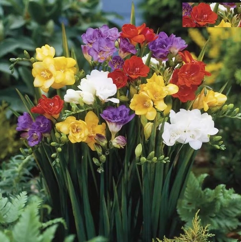 Củ Giống Hoa Lan Nam Phi Nhiều Màu ( Bộ 5 củ )