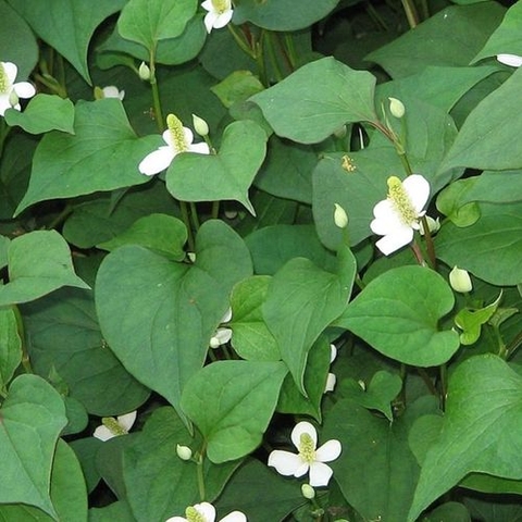 Hạt giống rau diếp cá - gói 50 hạt