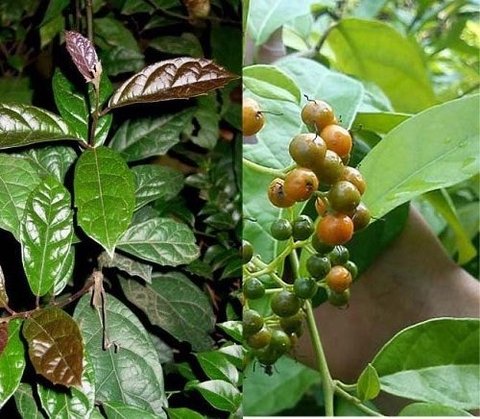 Hạt Giống Cây Xạ Đen