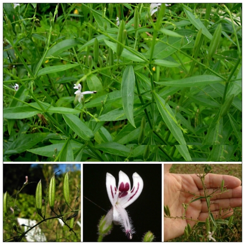 Hạt Giống Cây Xuyên Tâm Liên