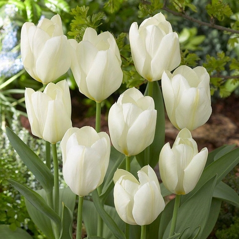 Bộ 5 củ giống hoa tulip hoa màu trắng