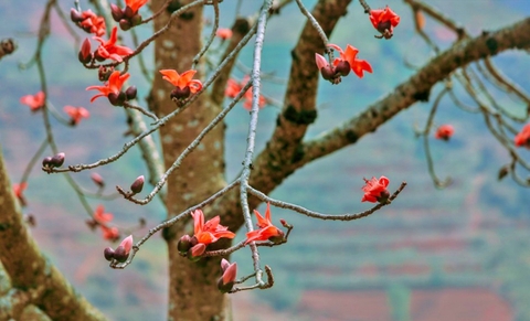 Du lịch Hà Giang tháng 3 mùa hoa gạo