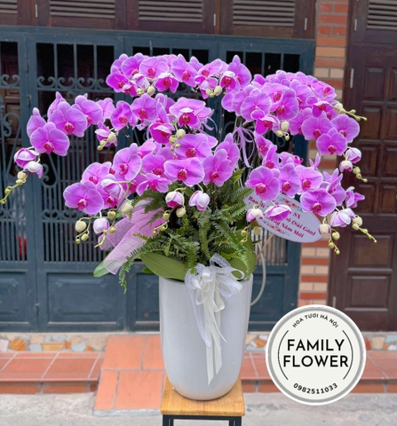 Chậu hoa lan hồ điệp tặng chúc mừng năm mới tại quận Ba Đình, Đống Đa Hà Nội ! Mua hoa tươi online tại Ba Đình Hà Nội