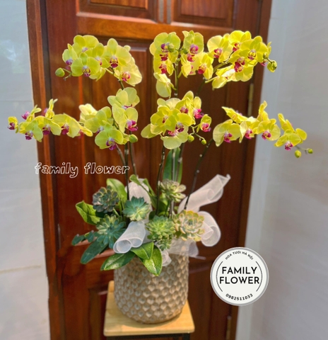 Chậu hoa lan hồ điệp tặng đối tác , khách hàng ở quận Ba Đình , Tây Hồ Hà Nội ! Mua hoa tươi Hà Nội ! Hoa online Hà Nội