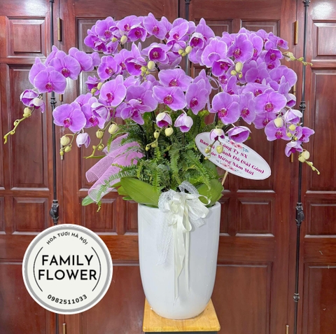 Chậu hoa lan hồ điệp tặng chúc mừng năm mới tại quận Ba Đình, Đống Đa Hà Nội ! Mua hoa tươi online tại Ba Đình Hà Nội