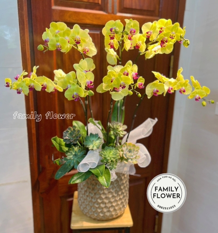 Chậu hoa lan hồ điệp tặng đối tác , khách hàng ở quận Ba Đình , Tây Hồ Hà Nội ! Mua hoa tươi Hà Nội ! Hoa online Hà Nội
