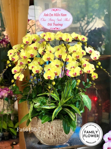 Chậu Lan Hồ Điệp Vàng Sang Trọng Chúc Mừng Sinh Nhật – Hoa Tươi Hà Nội | Family Flower