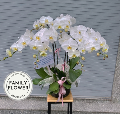 Hoa lan hồ điệp Hà Nội ! Chậu hoa lan hồ điệp tặng người thân , khách hàng ở Hà Nội