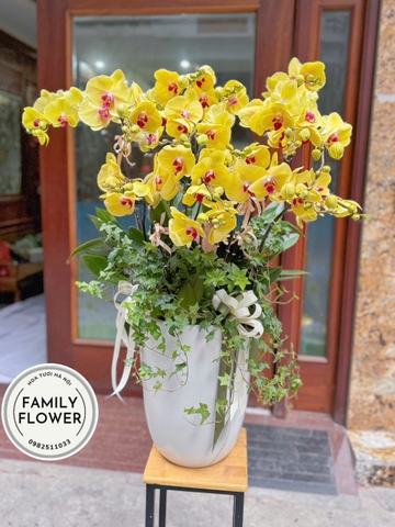 Chậu hoa lan hồ điệp vàng tặng đối tác chơi tết ở Hà Nội ! Hoa lan hồ điệp Hà Nội