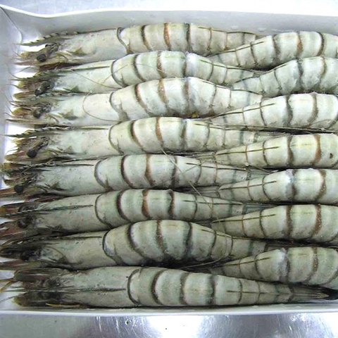 Tôm Sú đông lạnh xuất khẩu size 30 con/kg
