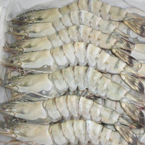 Tôm Sú đông lạnh xuất khẩu size 30 con/kg