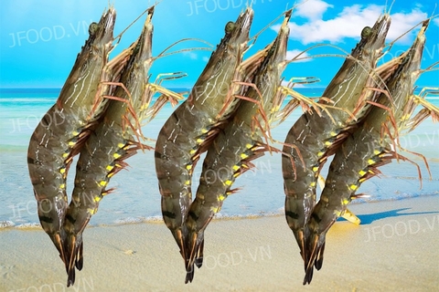Tôm Sú đông lạnh xuất khẩu 6 con/kg