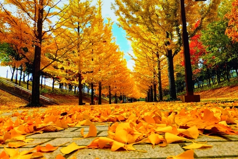 (5N4D) TOUR DU LỊCH HÀN QUỐC HÀ NỘI – SORAKSAN – INCHEON – SEOUL – INCHEON –  NAMI