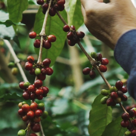 Cà phê specialty là gì?