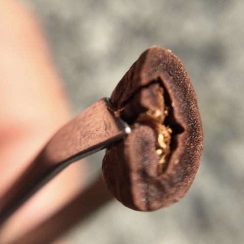 Tại sao cà phê sau khi rang nên được “nghỉ” vài ngày rồi mới sử dụng? - Giải thích quá trình degas.