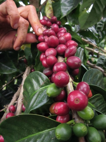 Chuyện của cà phê viên nén – Giống: Caturra