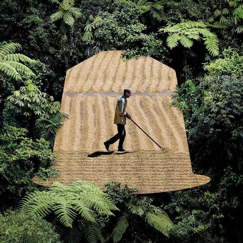 Hành trình của một viên nén cà phê: Từ nông trại đến ly cà phê của bạn