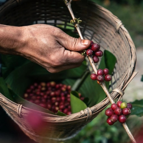 Chuyện của cà phê viên nén – Giống: Moka