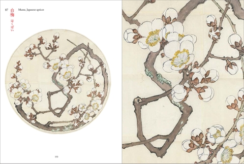 柴田是真の植物図 (改訂版)