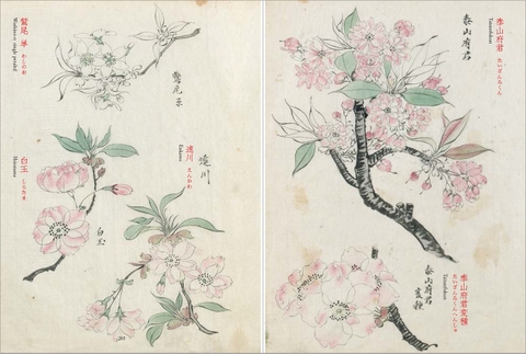 柴田是真の植物図 (改訂版)