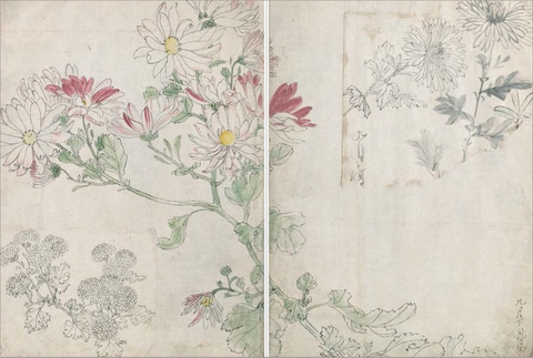 柴田是真の植物図 (改訂版)
