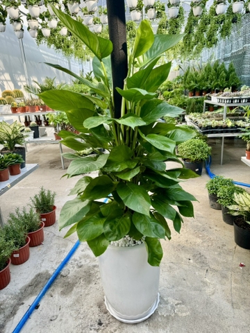 trau-ba-cot-chau-su-250