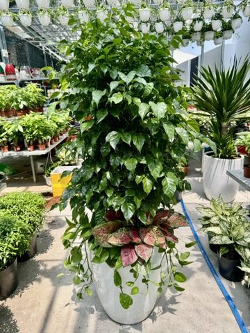 hanh-phuc-mix-chau-su-300