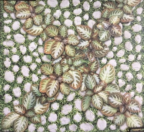 Gạch lát sân vườn Đồng tâm 40x40 4040GREENERY004