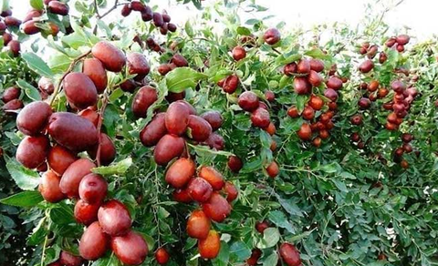 Táo đỏ và những lưu ý khi sử dụng