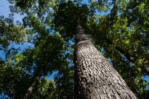 Top 8 Các Loại Gỗ Trong Nội Thất Được Ưa Chuộng Nhất 2024