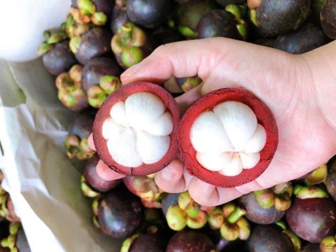 Bí quyết chọn măng cụt ngon ngọt, 10 trái chuẩn 10