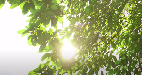 FOSCO giới thiệu 2021