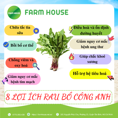 8 LỢI ÍCH MÀ RAU BỒ CÔNG ANH GIÚP CHO CƠ THỂ CON NGƯỜI - FARM HOUSE
