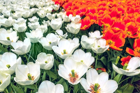 Chiêm ngưỡng vẻ đẹp hoa tulip ở Hà Lan