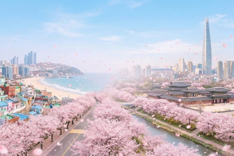 Hoa anh đào Hàn Quốc 2026 nở từ cuối tháng 3, các lễ hội mùa xuân đồng loạt diễn ra