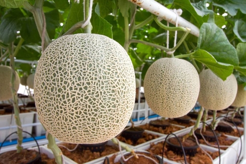 Lý do nhiều thực phẩm Nhật có giá hàng nghìn USD