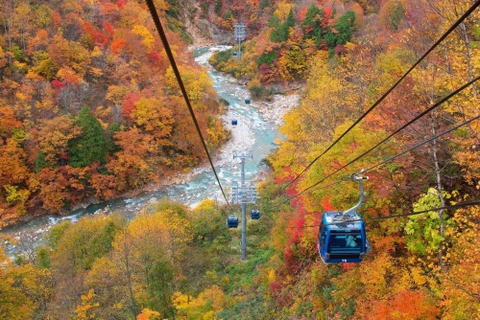 Ngắm rừng cây lá đỏ từ cáp treo dài nhất Nhật Bản